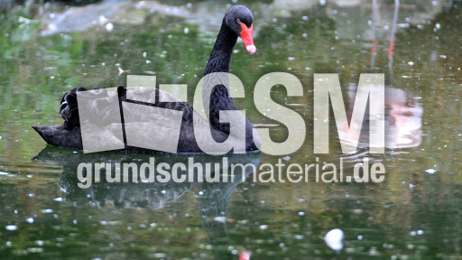 Trauerschwan (2).jpg